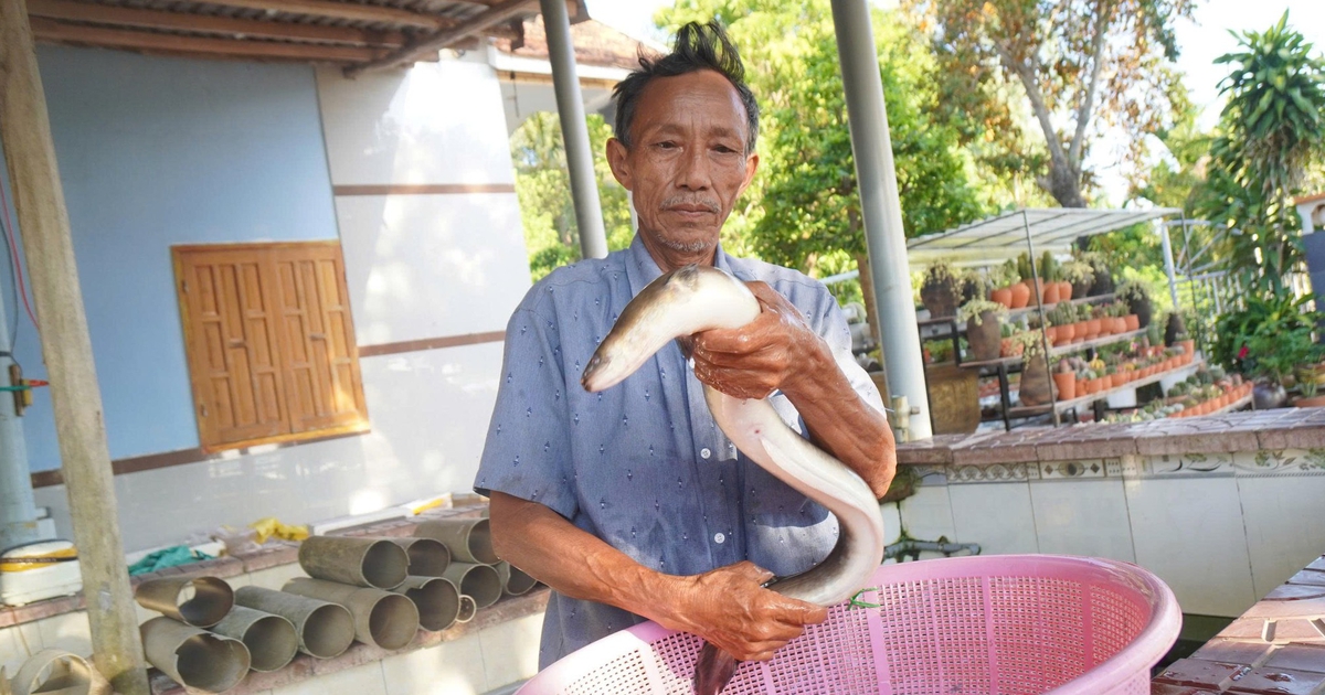 Thu tiền tỉ từ mô hình nuôi cá chình trên đầm Trà Ổ