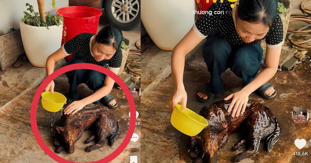 14 triệu lượt xem clip cô gái 'tắm' chó: Chuyện hiểu lầm hy hữu xảy ra