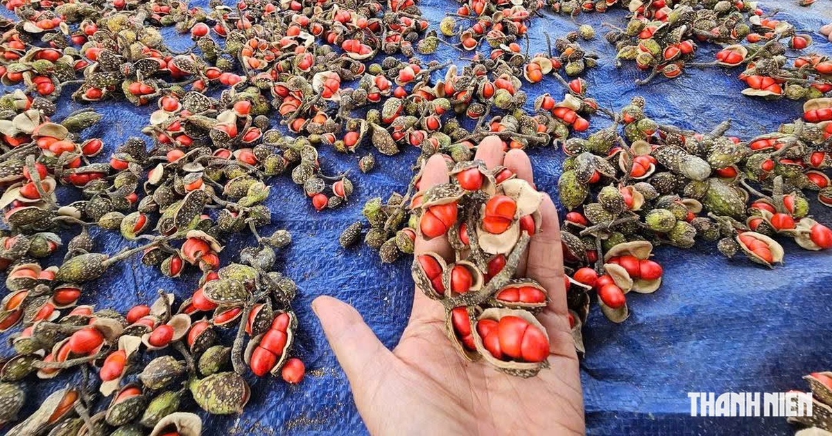 Hạt dổi từng c&oacute; gi&aacute; hơn 2 triệu đồng/kg, giờ c&acirc;y bị chặt b&aacute;n củi: V&igrave; sao?
