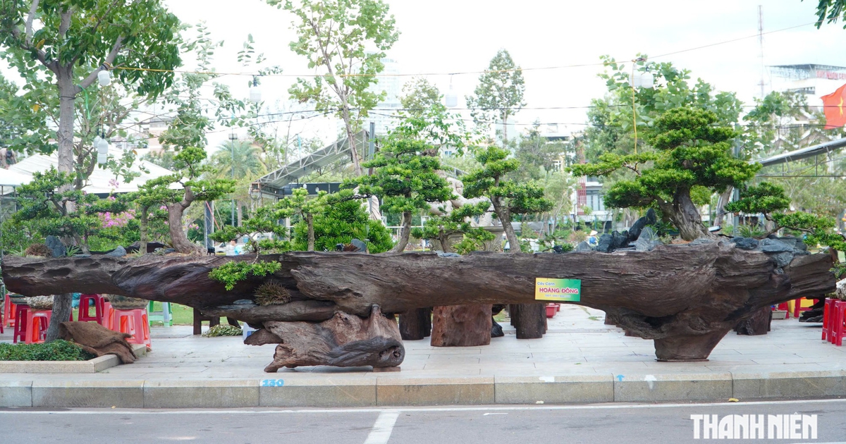 'Khu rừng' 10 c&acirc;y t&ugrave;ng tr&ecirc;n khối gỗ d&agrave;i 7,8 m g&acirc;y ch&uacute; &yacute; ở Quy Nhơn