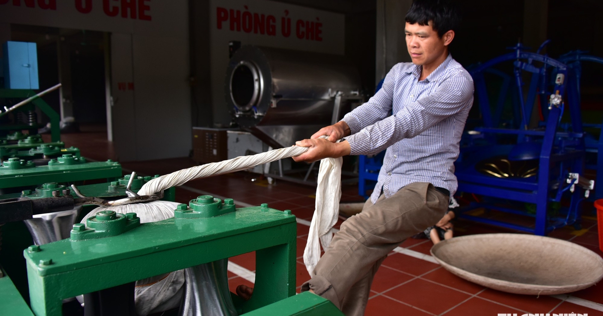 Quả tr&agrave; Ho&agrave;ng Su Ph&igrave; t&igrave;m biểu tượng mới cho tr&agrave; Việt