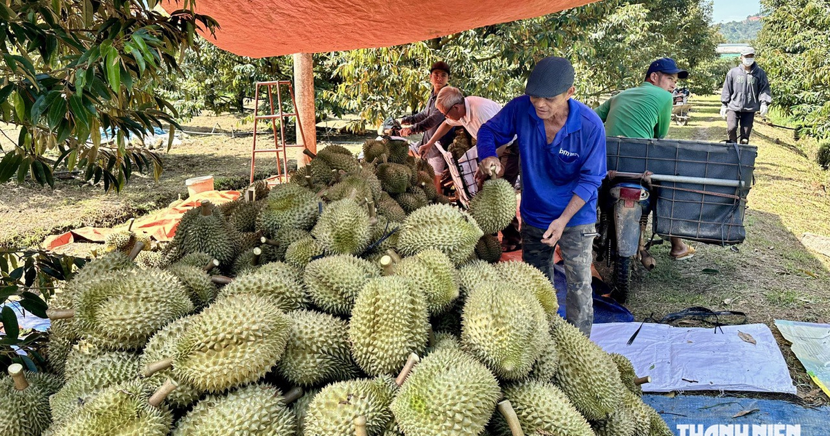 Sầu riêng đã mang về 1,8 tỉ USD sau 7 tháng