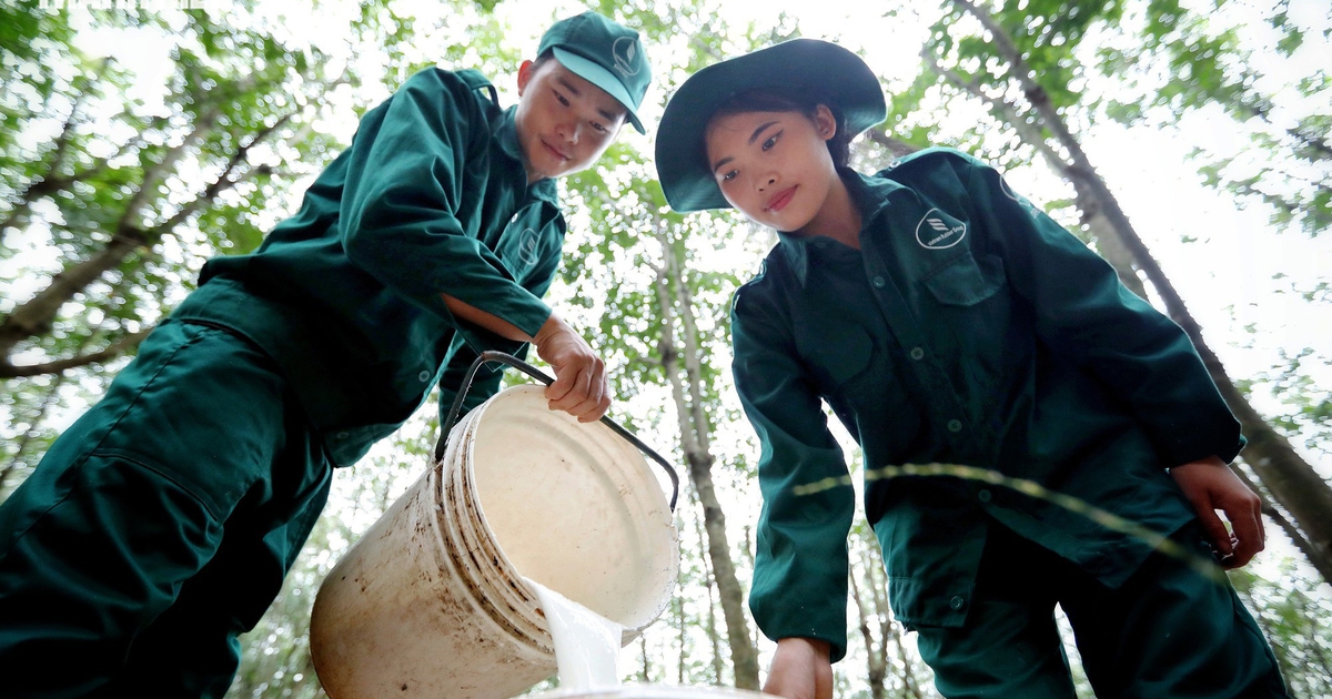 Từ Xín Mần đến rừng cao su phương Nam, người Mông tìm cơ hội đổi đời
