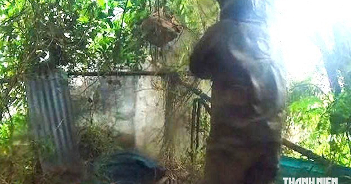 Đi nhặt củi trong vườn dừa, một phụ nữ bị ong vò vẽ đốt tử vong