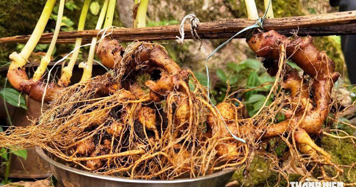 Cây sâm Ngọc Linh hơn 35 năm tuổi bán 725 triệu đồng có gì đặc biệt?