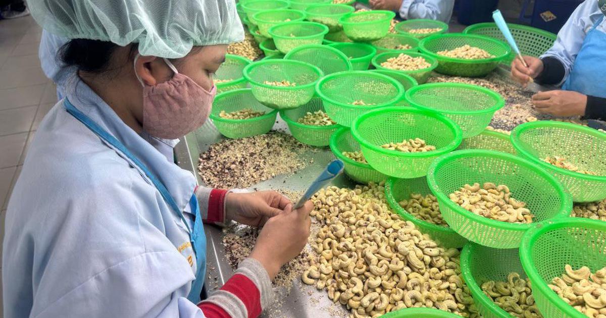 Nhập siêu ngành điều liệu có bất thường?