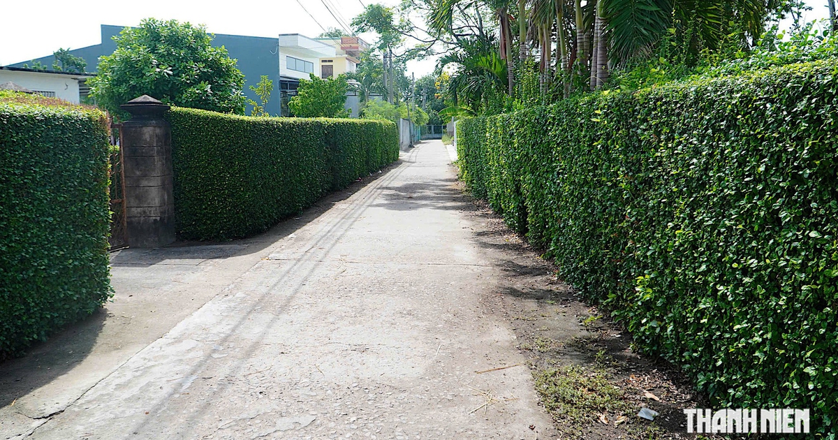 Lạ mắt những 'bức tường xanh' bằng c&acirc;y duối ở qu&ecirc; hương Đ&agrave;o Tấn