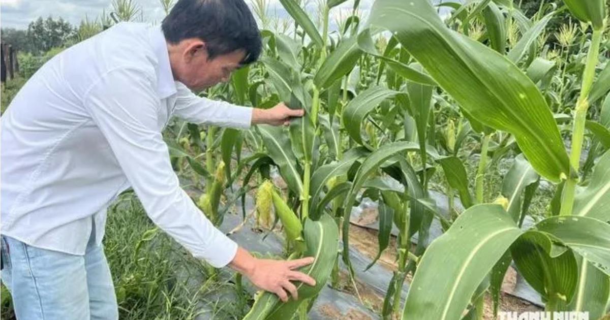 Nỗi lo sâu keo mùa thu và chuột đồng loạt tấn công cây ngô ở Gia Lai