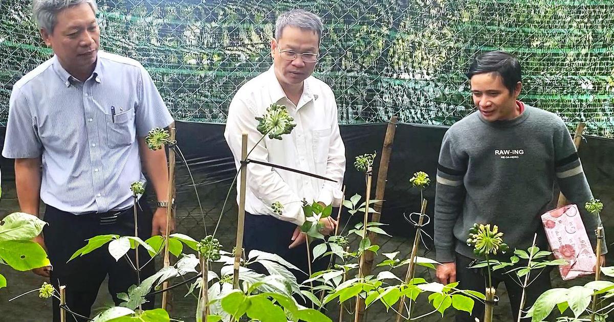 THACO rót hơn 12.300 tỉ đồng phát triển sâm Ngọc Linh ở Đà Nẵng