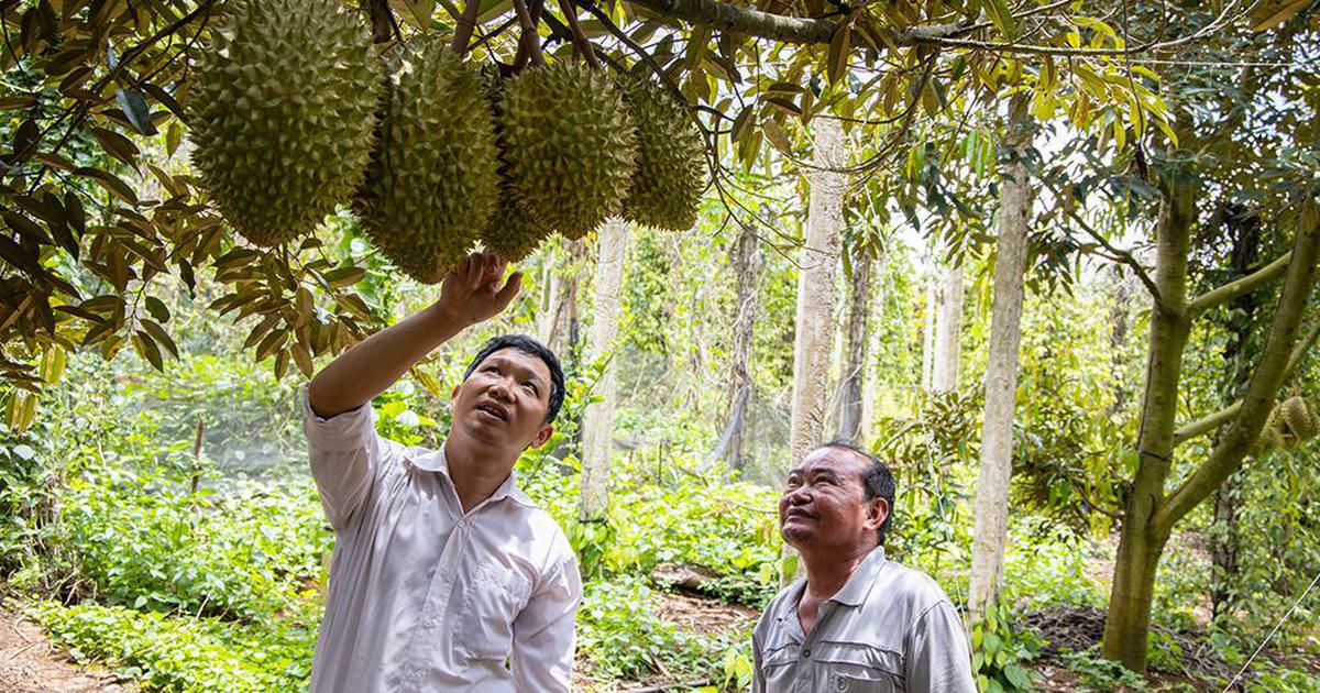 Sẽ có cuộc 'bùng nổ' lần thứ 2 của sầu riêng?