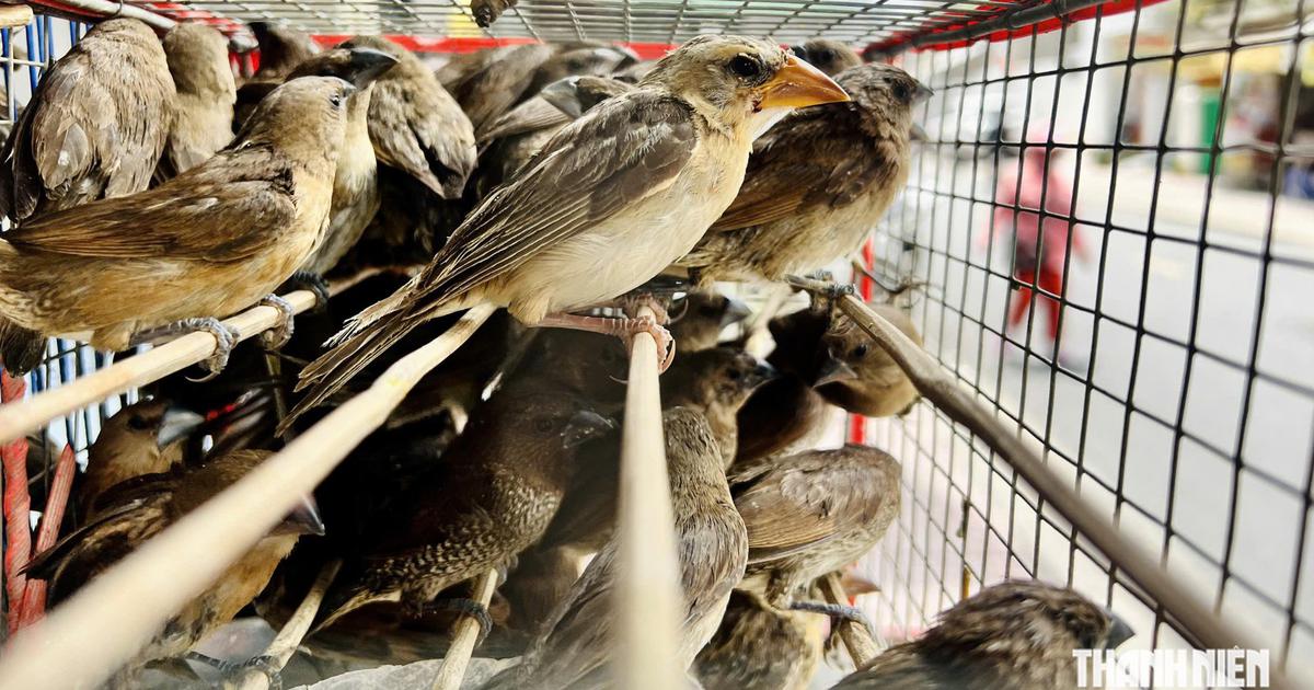 Khánh Hòa rà soát tài khoản mạng xã hội buôn bán động vật hoang dã