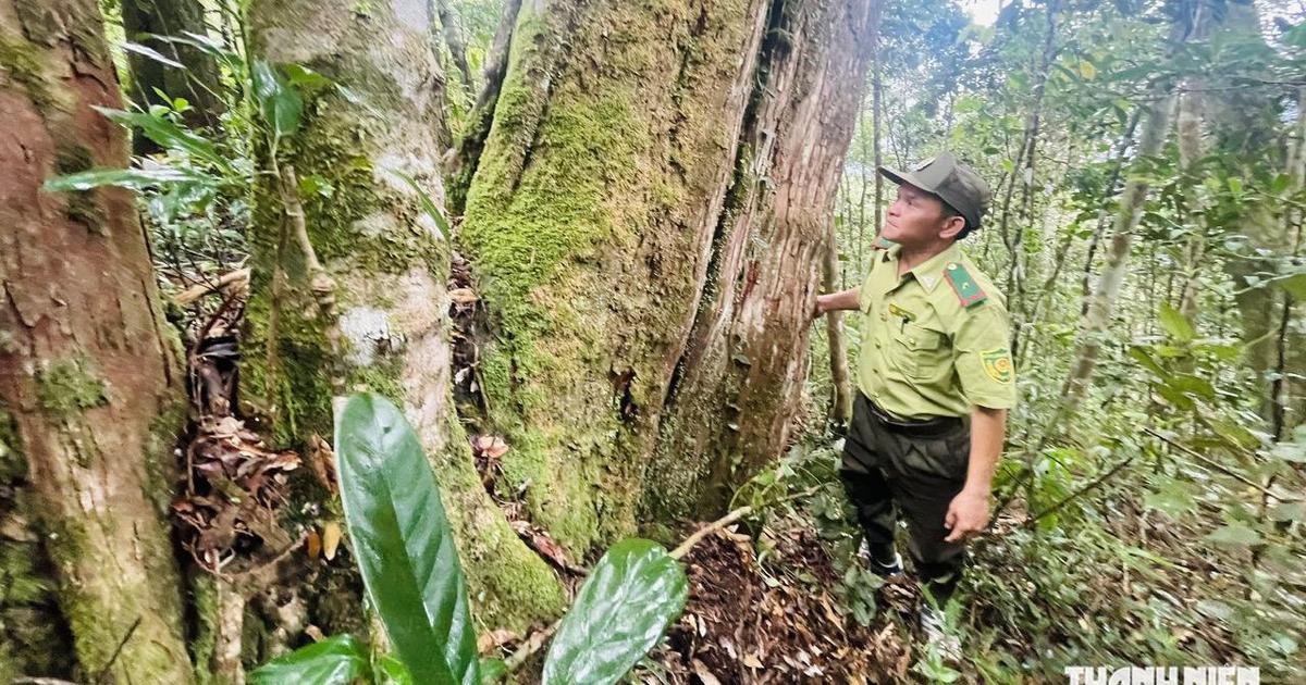 Gia Lai lập 'siêu ban' quản lý rừng đặc dụng
