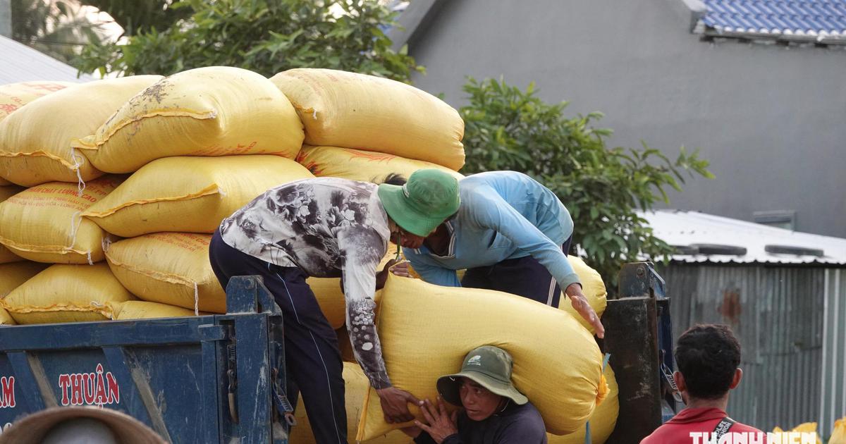 Việt Nam chi gần 1 tỉ USD nhập khẩu lúa gạo, nhiều hay ít?