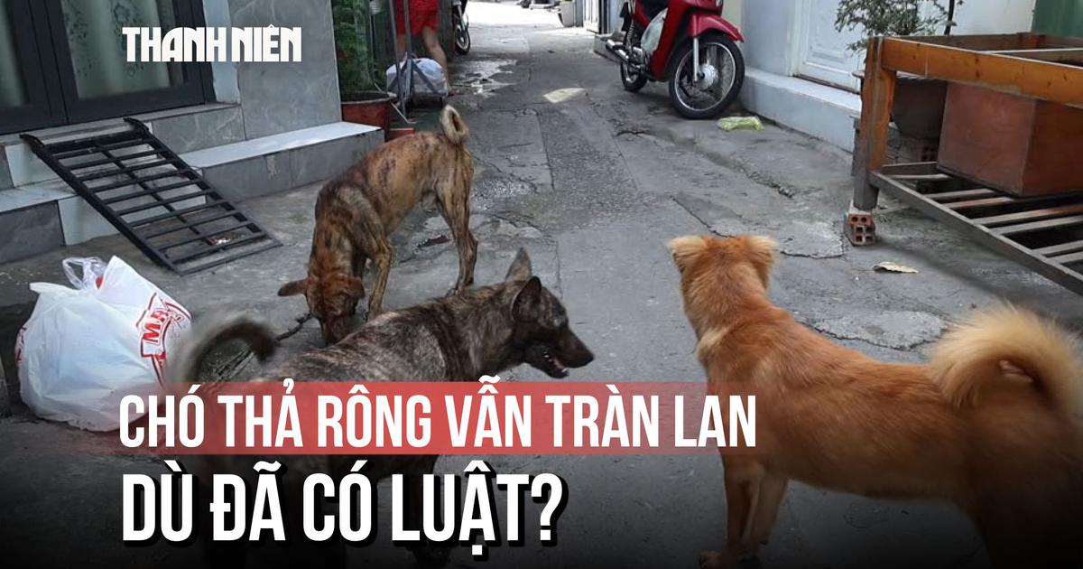 Áp dụng mức phạt đến 2 triệu đồng: Vì sao chó thả rông không rọ mõm vẫn tràn lan tại TP.HCM?