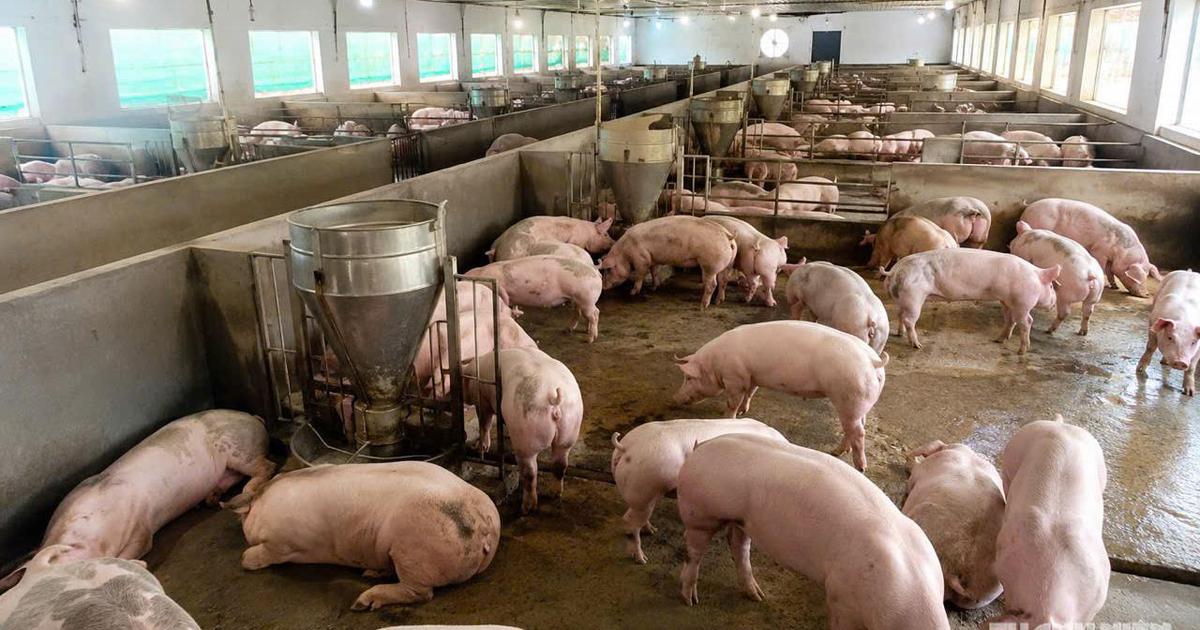Giá heo hơi hôm nay 7.8.2026: Lùi về mức 60.000 đồng/kg