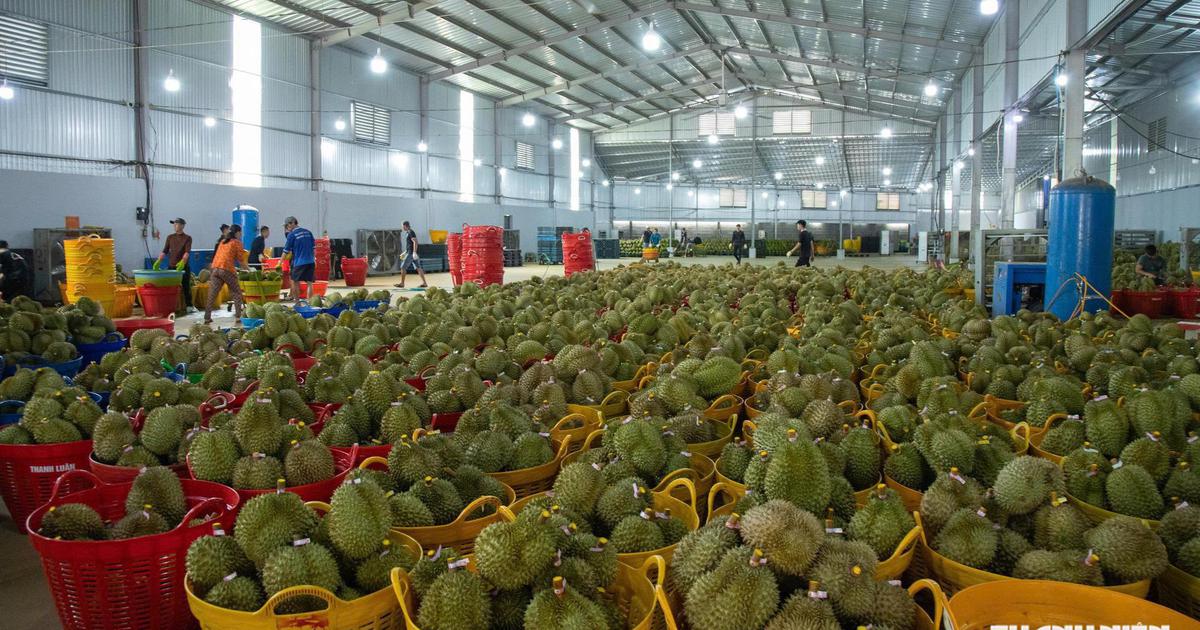 50 cơ sở được phép kiểm nghiệm chất cấm trên sầu riêng xuất khẩu Trung Quốc