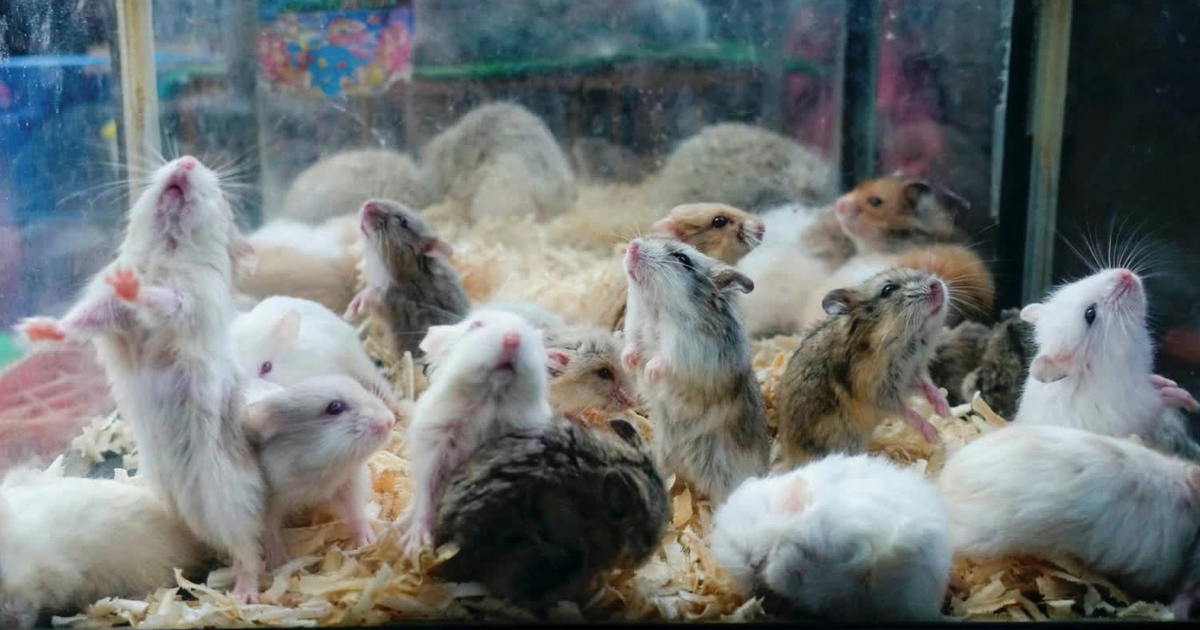 Nhật bắt giữ người hai lần giết h&agrave;ng chục con chuột hamster