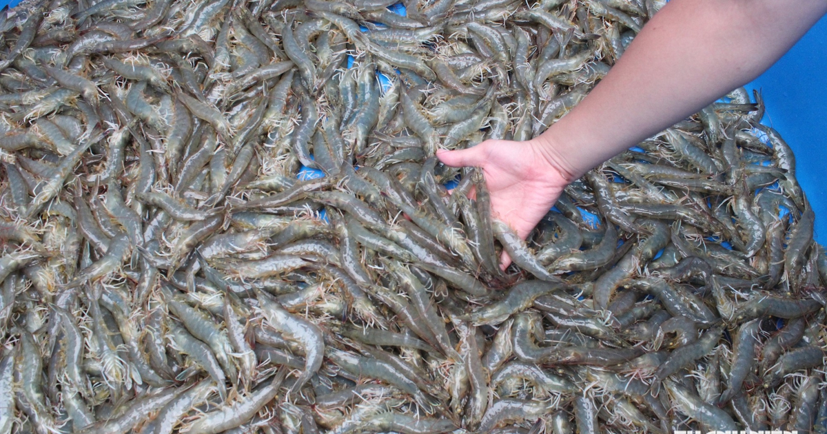 Vốn Hà Lan cho tôm miền Tây, tiền không thiếu nhưng cần "chìa khóa"