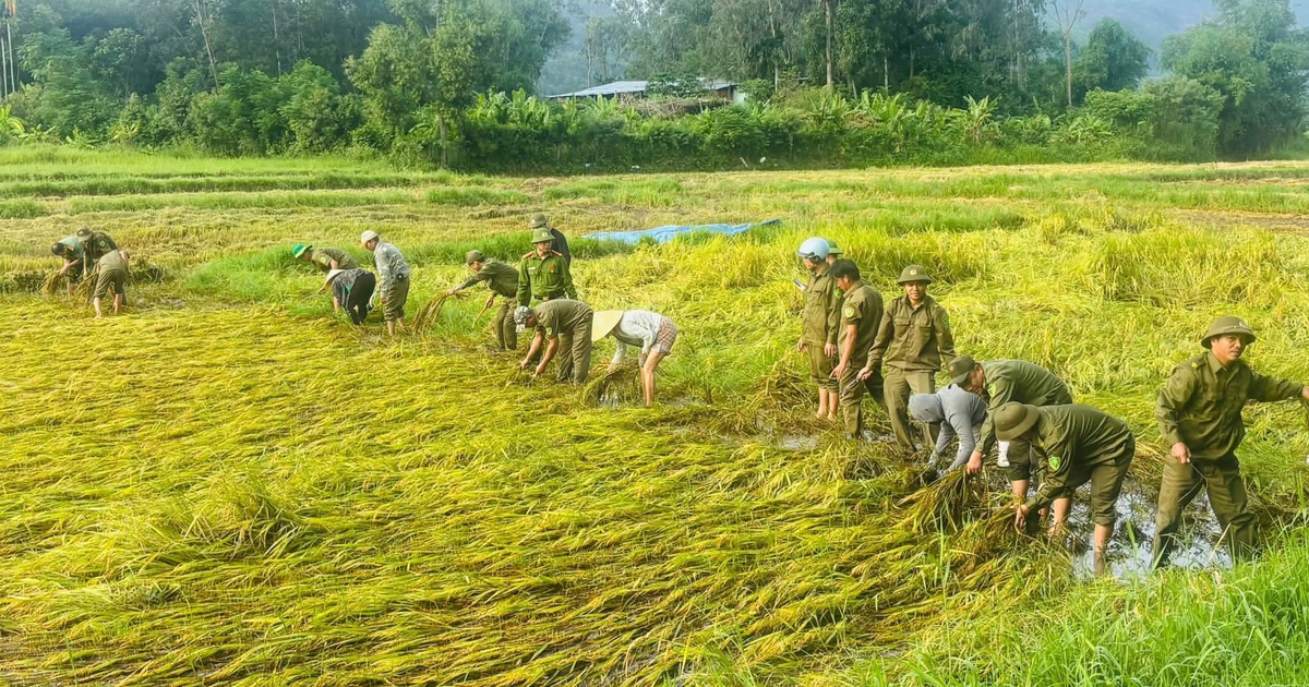 L&uacute;a ng&atilde; rạp sau mưa lớn, cả x&atilde; xuống đồng lội b&ugrave;n gặt l&uacute;a gi&uacute;p d&acirc;n
