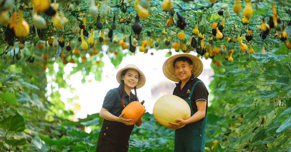 Bộ ảnh cưới giữa khu vườn cây trái trĩu cành do cặp đôi tự trồng
