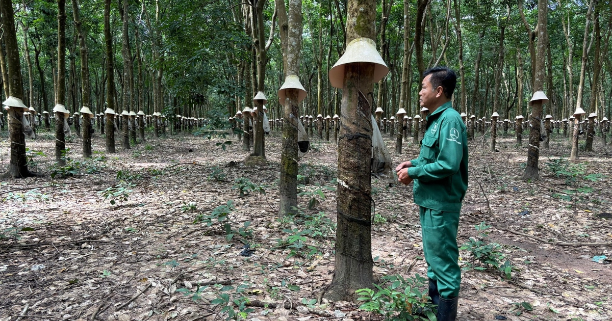 Từ người lính đến người giữ nghề cao su trên đất bạn