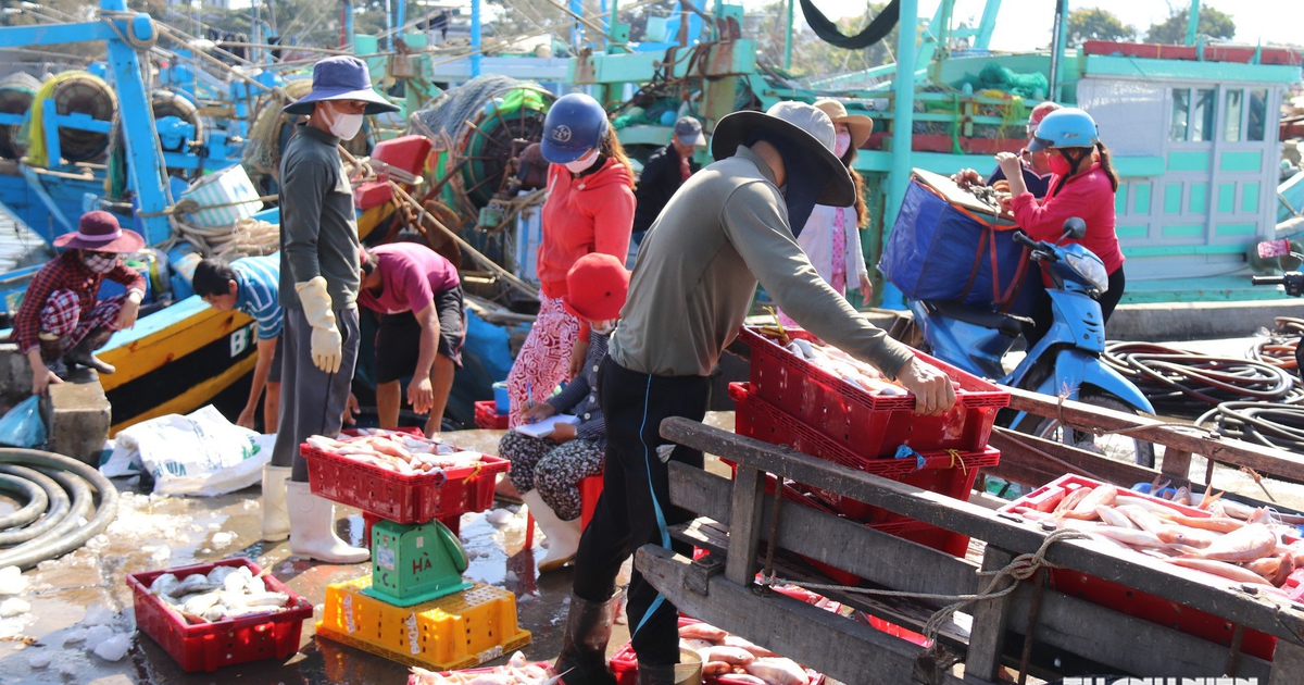 Bộ Quốc phòng yêu cầu xử lý gấp vi phạm IUU tại Lâm Đồng, TP.HCM, Cà Mau