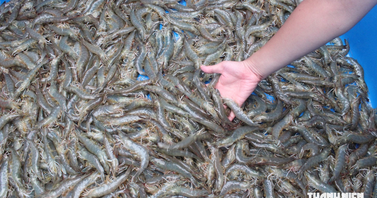 "Mỏ vàng" vỏ tôm đang bị lãng phí