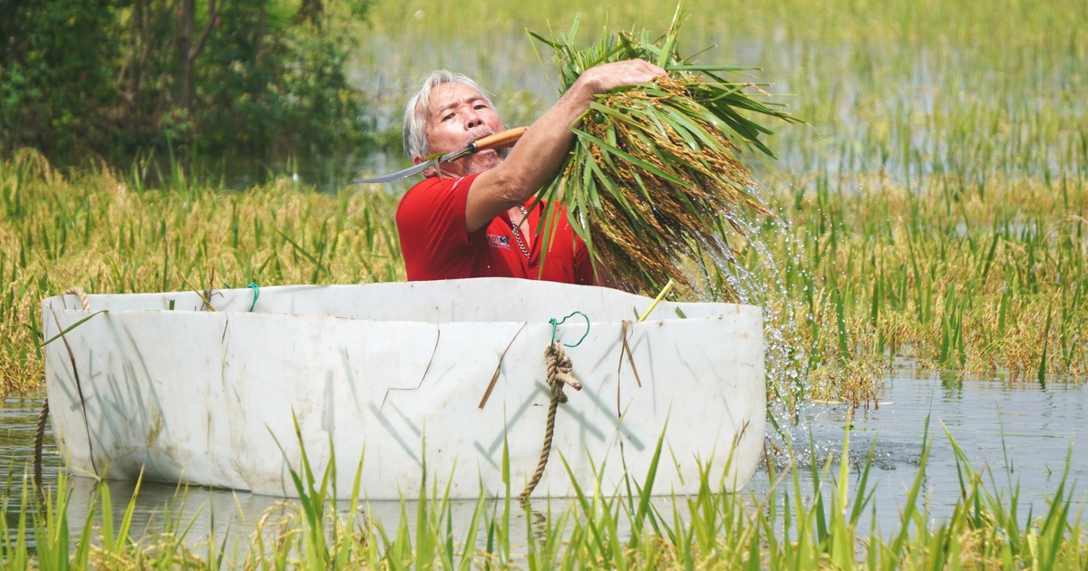 Dầm mình trong nước vớt vát từng bông lúa sau mưa lũ