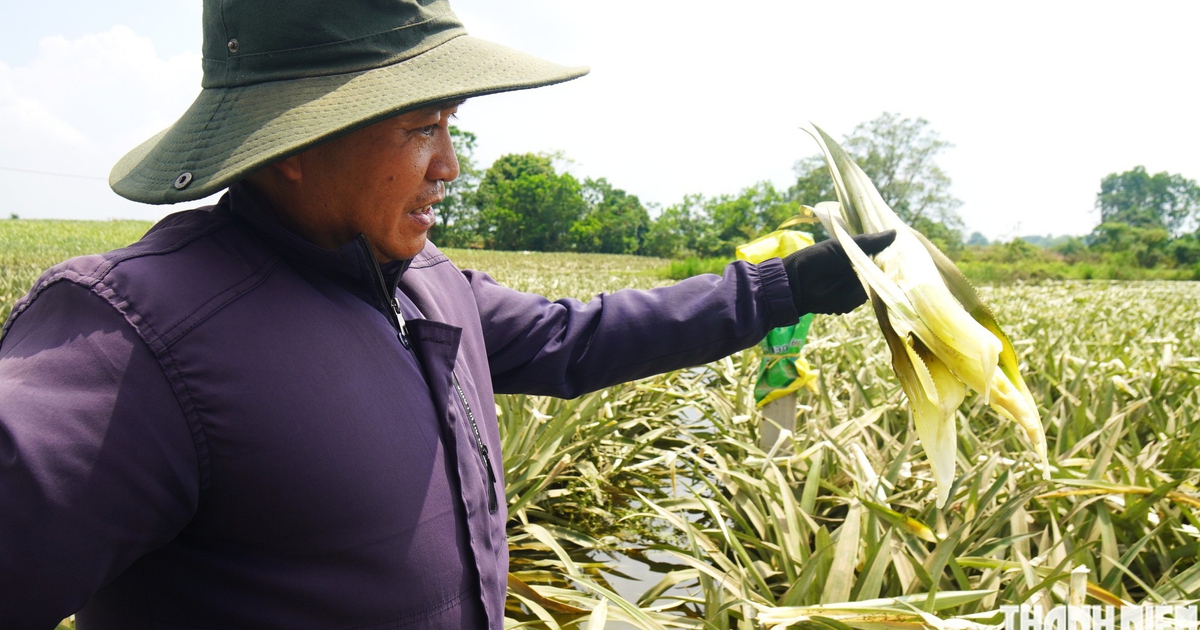 Xót ruột nhìn 300 ha dứa chết thối vì nước lũ