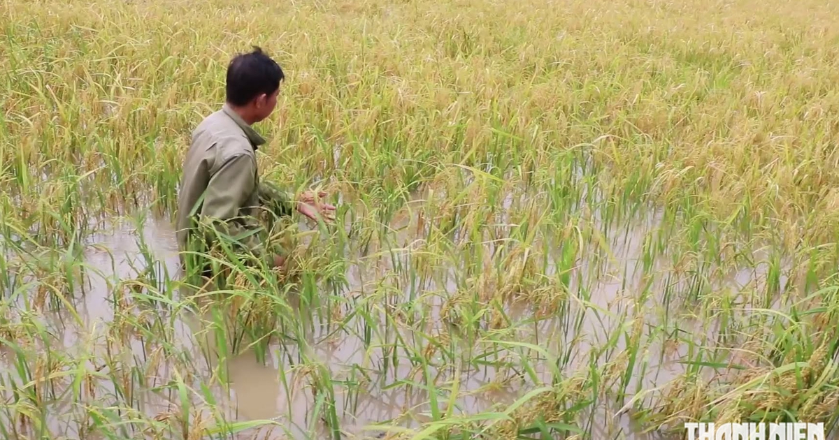 Mưa lớn kéo dài gây ảnh hưởng 12 xã của tỉnh Cà Mau