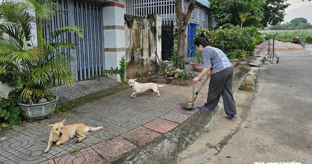 TP.HCM phát hiện 4 ổ dịch dại trên động vật