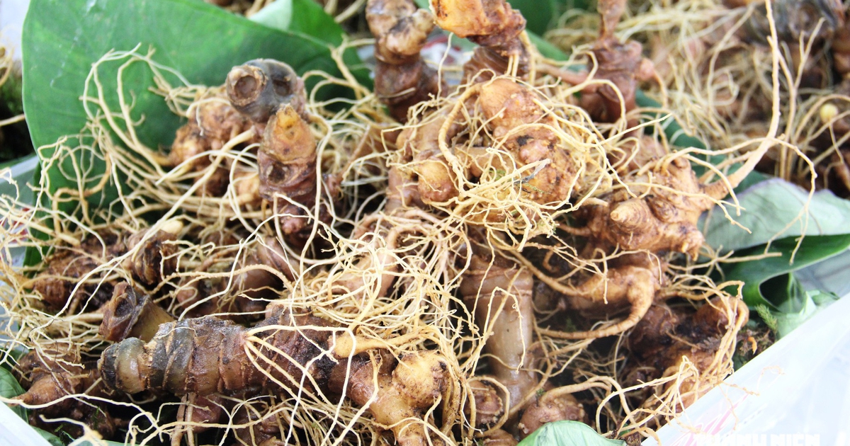 M&ecirc; trận s&acirc;m Ngọc Linh thật - giả: L&agrave;m sao biết đ&uacute;ng nguồn gốc?