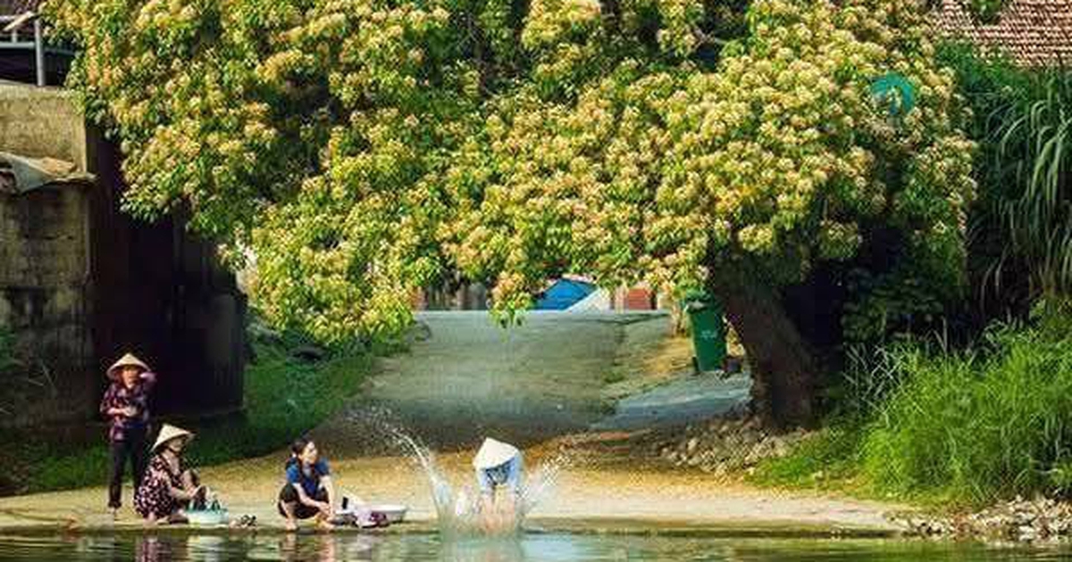 Chuyện c&acirc;y b&uacute;n đẹp như tranh b&ecirc;n d&ograve;ng s&ocirc;ng qu&ecirc; hương Đại tướng V&otilde; Nguy&ecirc;n Gi&aacute;p