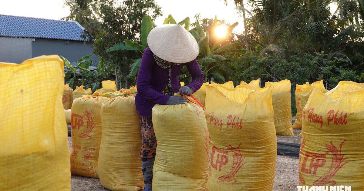 Giá gạo Việt Nam chạm đáy dù nhu cầu nhập khẩu tăng