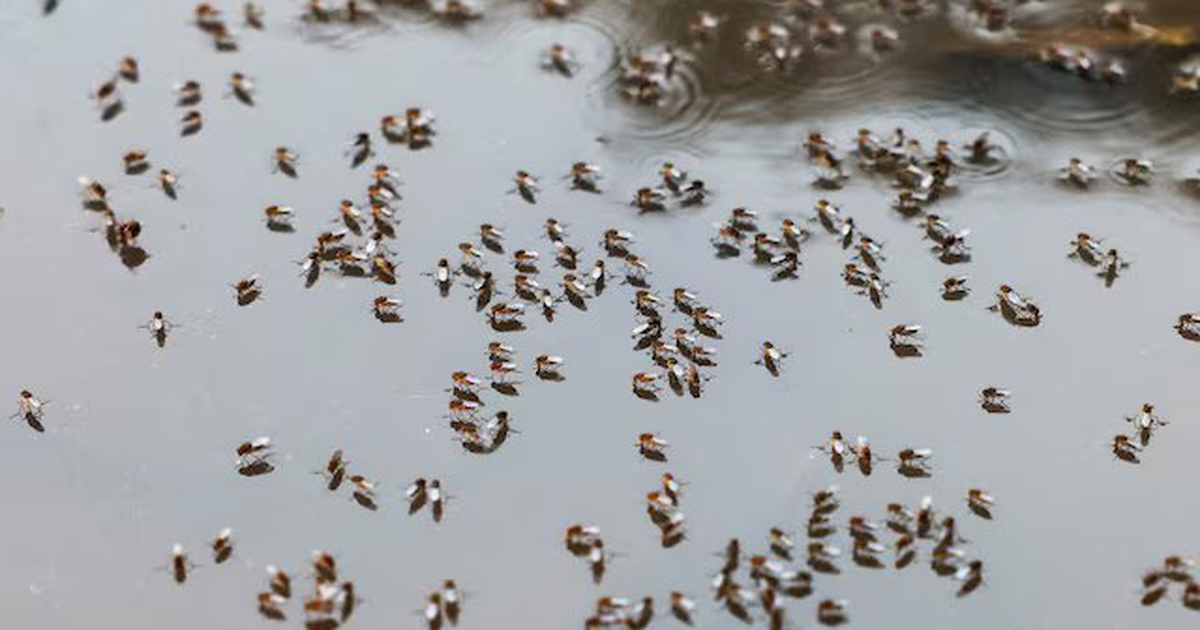 Dịch sốt xuất huyết ở Bangladesh b&ugrave;ng ph&aacute;t mạnh, c&aacute;c bệnh viện qu&aacute; tải