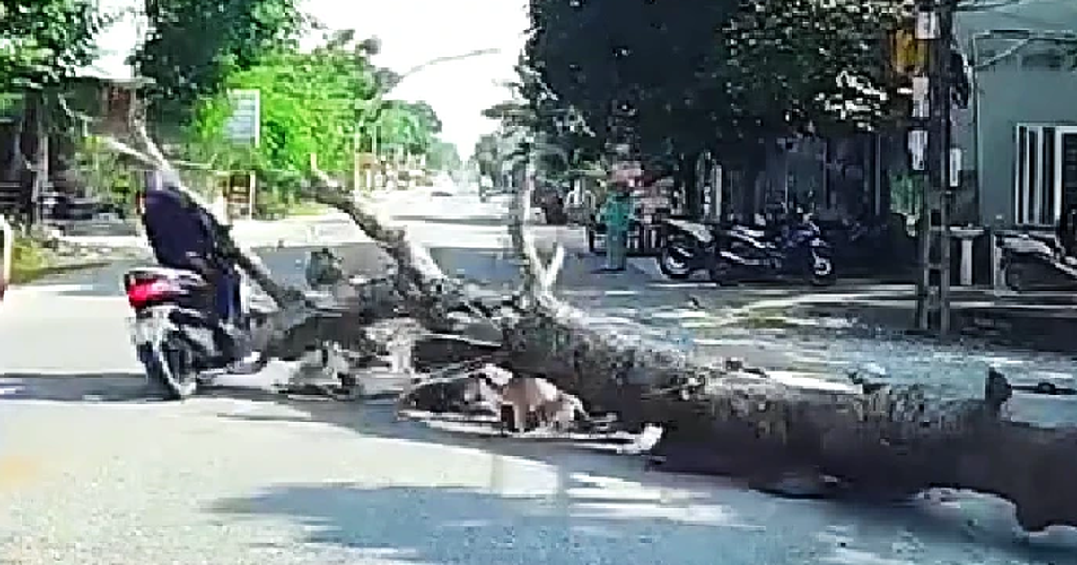 Thanh H&oacute;a: Điều tra vụ chặt c&acirc;y l&agrave;m người đi xe m&aacute;y tử vong