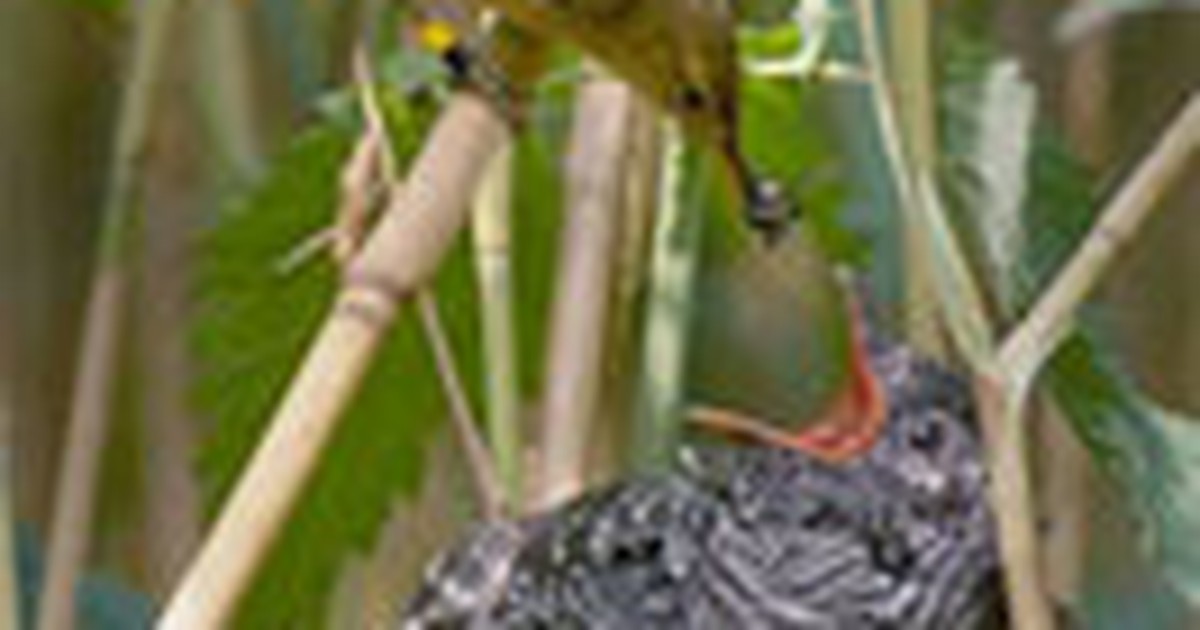 Những chiêu nuôi dạy con lạ lùng