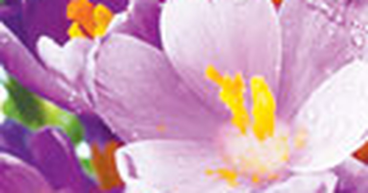 Tiêu diệt khối u từ hoa nghệ tây