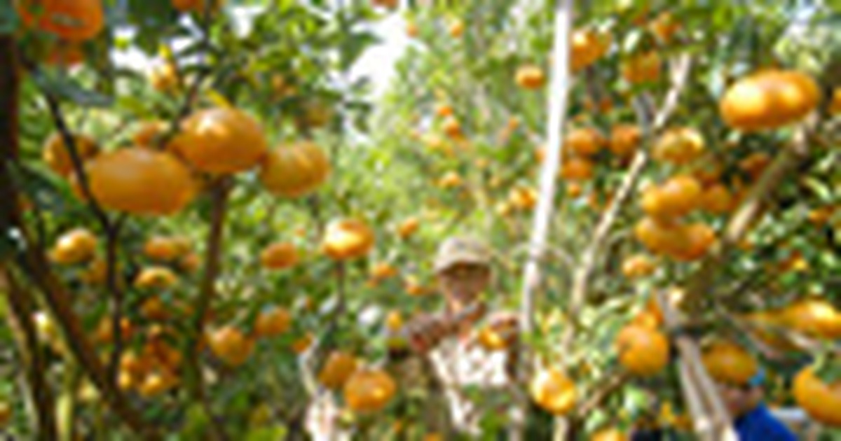 Quýt hồng Lai Vung trúng giá