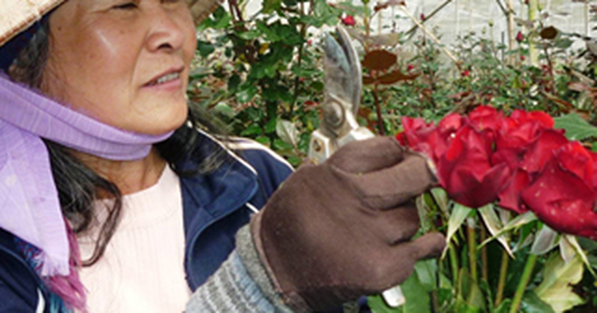 Thị trường hoa ngày lễ Tình nhân: Giá hoa cao, ít đơn hàng “khủng”