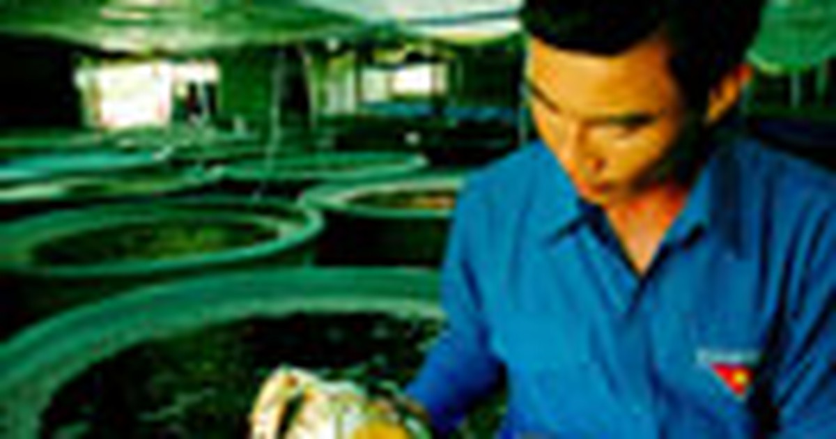 Thanh niên xây dựng nông thôn mới: “Bà mụ” của cua, nghêu