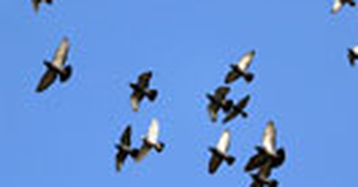 Bồ câu có "la bàn" trong não