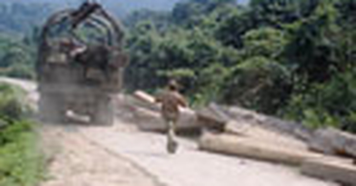 Bắt 7 người trong vụ phá rừng lớn nhất tại Hà Tĩnh