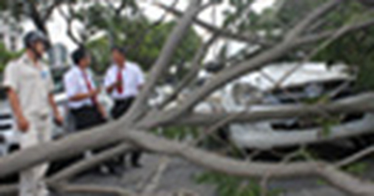 TP.HCM: Gió mạnh, cây ngã đè hai ô tô