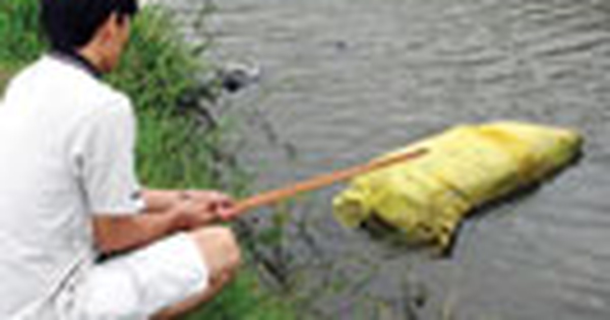 Heo chết vứt xuống kênh