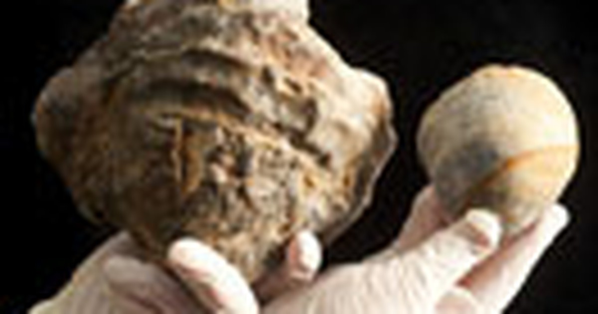 Hàu hóa thạch "ngậm" viên ngọc khổng lồ
