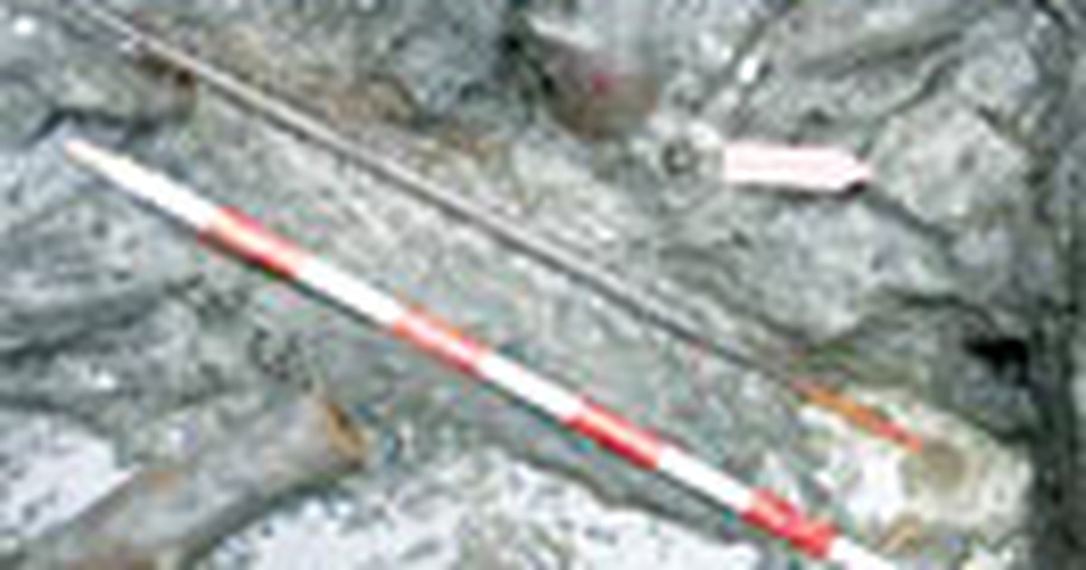 Cây cung cổ xưa nhất châu Âu