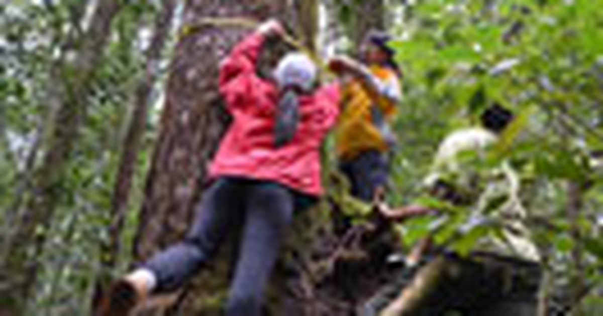 Đi đo tuổi cây rừng