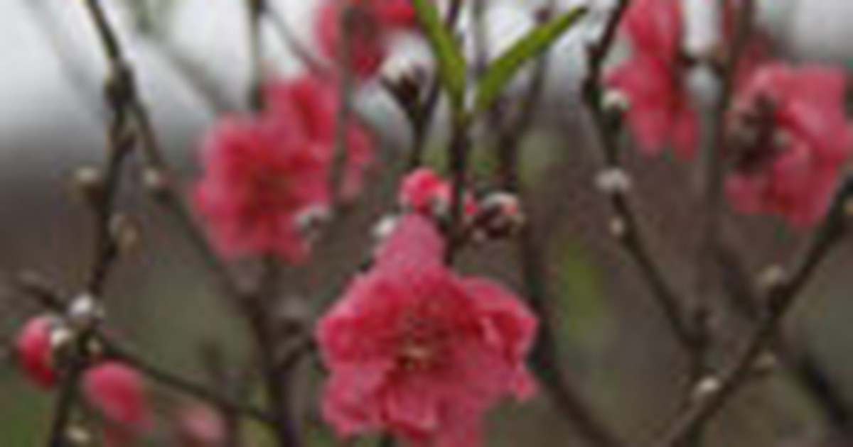 Đào tết xuống phố sớm