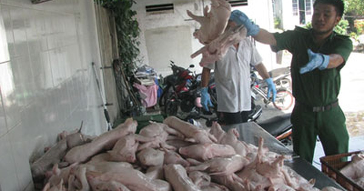 Xe chất lượng cao chở heo sữa không rõ nguồn gốc